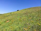 Mt Tamalpais State Park 001